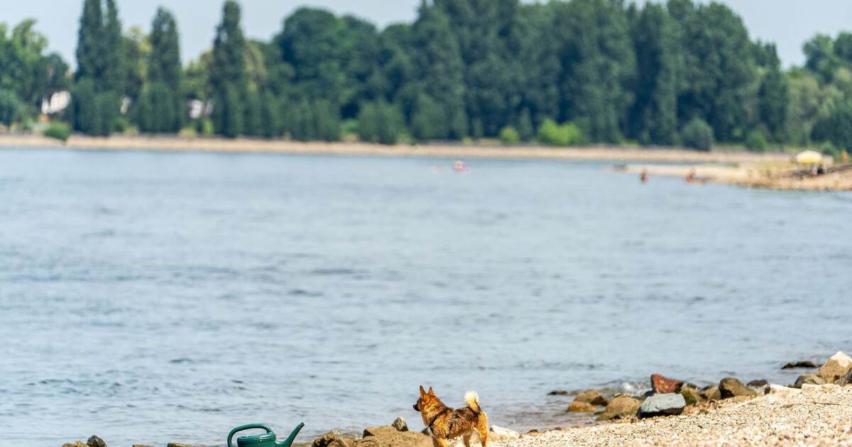 Three bodies recovered from the Rhine in Hesse