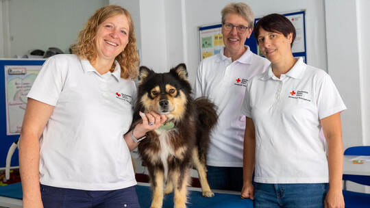 DRK Erste Hilfe Kurs Hunde
