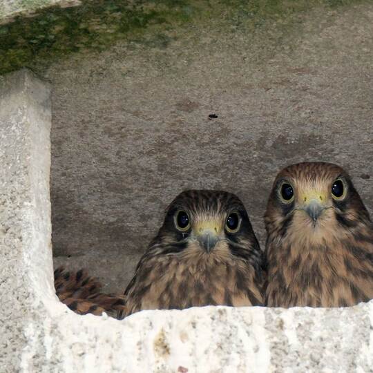 Turmfalkennachwuchs