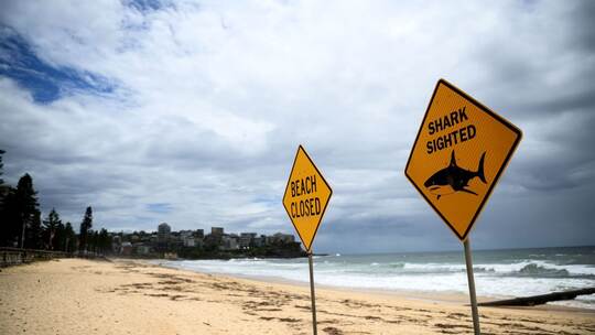 Strände in Sydney nach Haisichtungen gesperrt Strände in Sydney nach Haisichtungen gesperrt