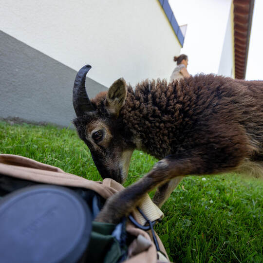 Was ist da drin? Die Kameratasche des PZ-Fotografen interessiert den kleinen Schafbock sehr.
