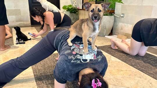 Wellness-Trend Puppy Yoga