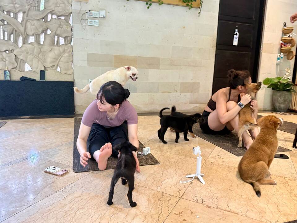 Wellness-Trend Puppy Yoga