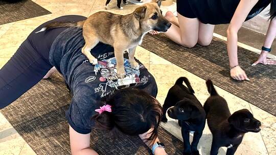 Wellness-Trend Puppy Yoga