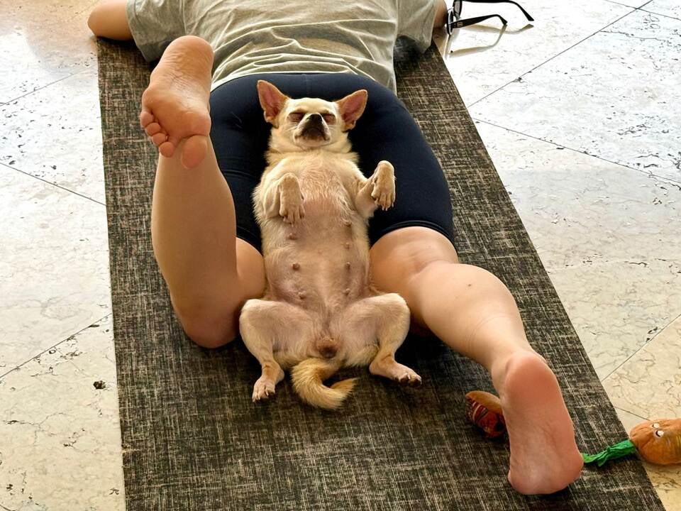 Wellness-Trend Puppy Yoga