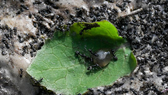 Ameisen liegen auf dem Boden, nachdem sie von einem Mitarbeiter der Stadtwerke Offenbach mit heißem Wasser bekämpft wurden. Bund Kampf gegen die Ameisenplage in Offenbach