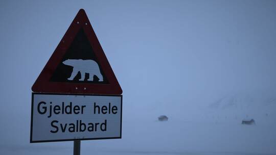 Eisbär auf Spitzbergen erschossen