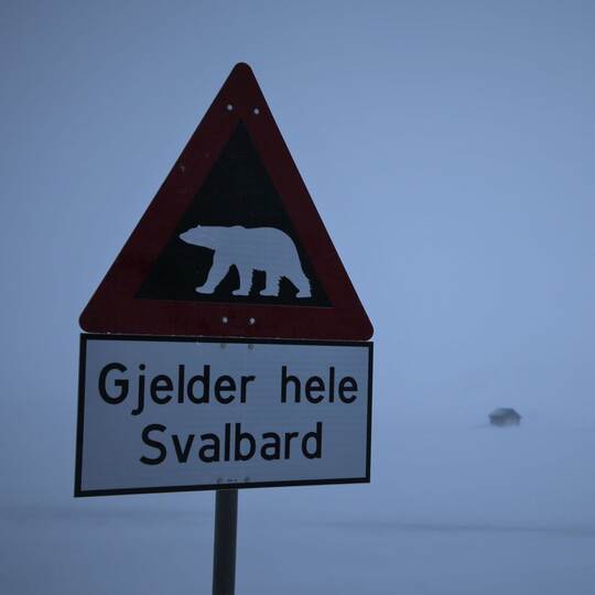 Eisbär auf Spitzbergen erschossen