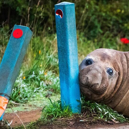 «Neil the Seal» in Tasmanien