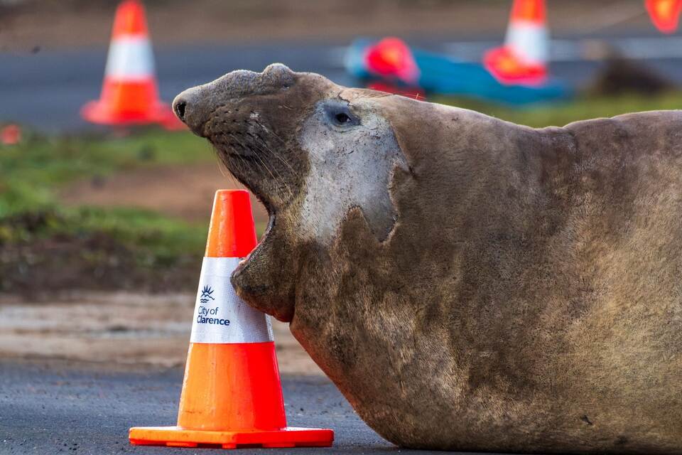 «Neil the Seal» in Tasmanien «Neil the Seal» in Tasmanien