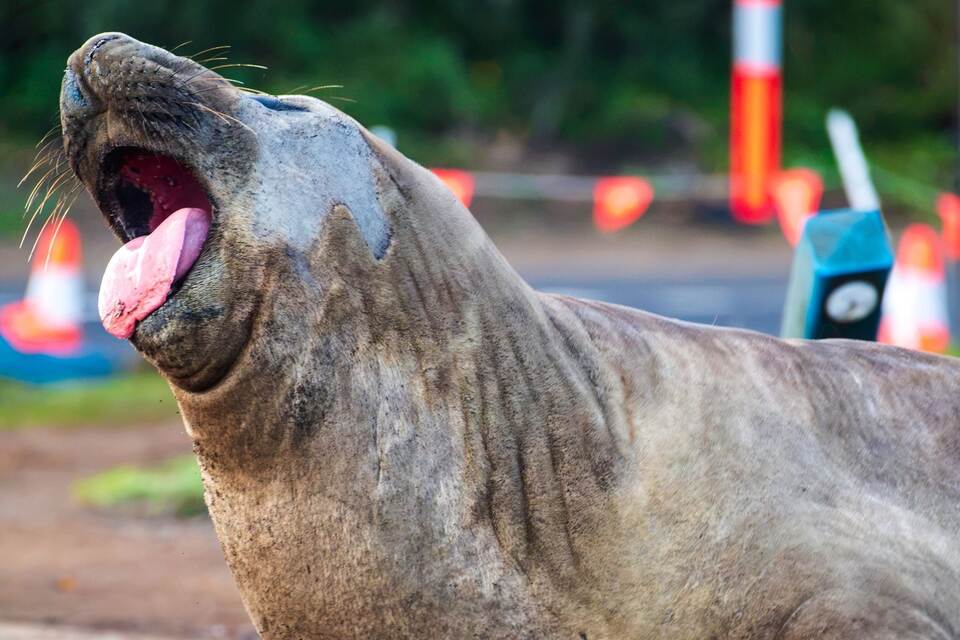 «Neil the Seal» in Tasmanien «Neil the Seal» in Tasmanien