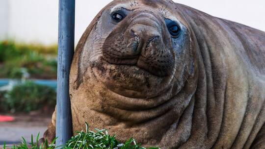 «Neil the Seal» in Tasmanien «Neil the Seal» in Tasmanien