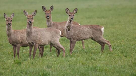 Die Stadt will mehr tote Rehe, und ausgerechnet Kreisjägermeister Dieter Krail wehrt sich. DPA Wetter in Baden-Württemberg
