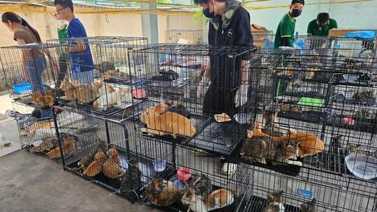 Katzenfleischhandel in Vietnam Katzenfleischhandel in Vietnam