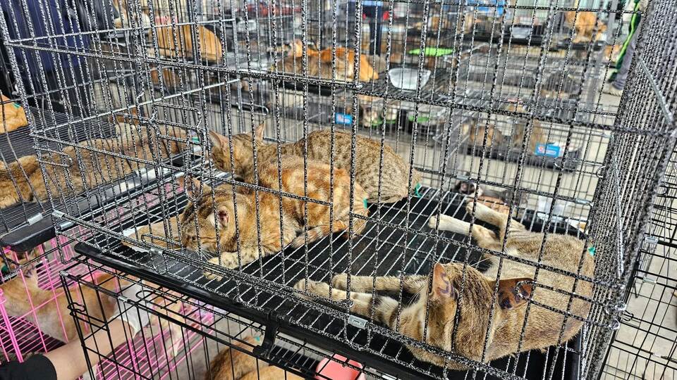 Katzenfleischhandel in Vietnam Katzenfleischhandel in Vietnam