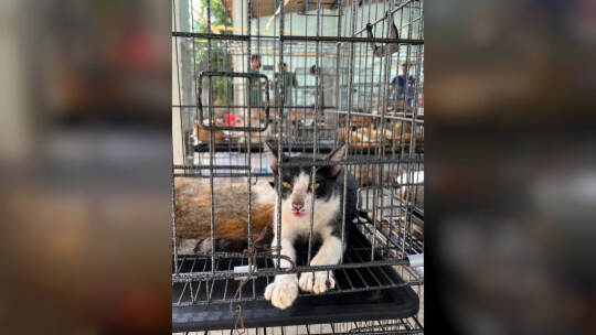 Katzenfleischhandel in Vietnam Katzenfleischhandel in Vietnam