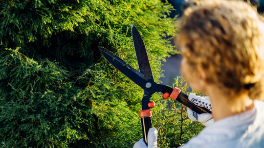 Blond young woman cutting trimming hedge doing garden work. Female gardener pruning shears in hand.