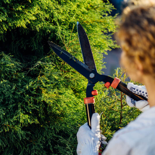 Blond young woman cutting trimming hedge doing garden work. Female gardener pruning shears in hand.