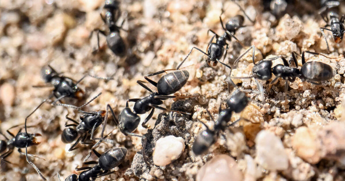 Invasive Art breitet sich aus: Anwohner kämpfen gegen Ameisen-Plage