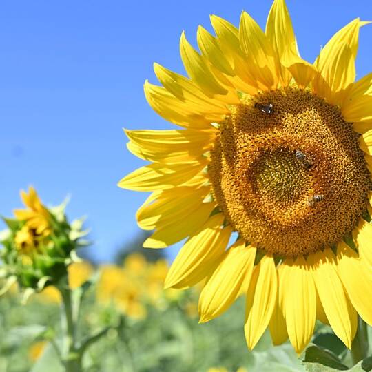 Wetter in Baden-Württemberg