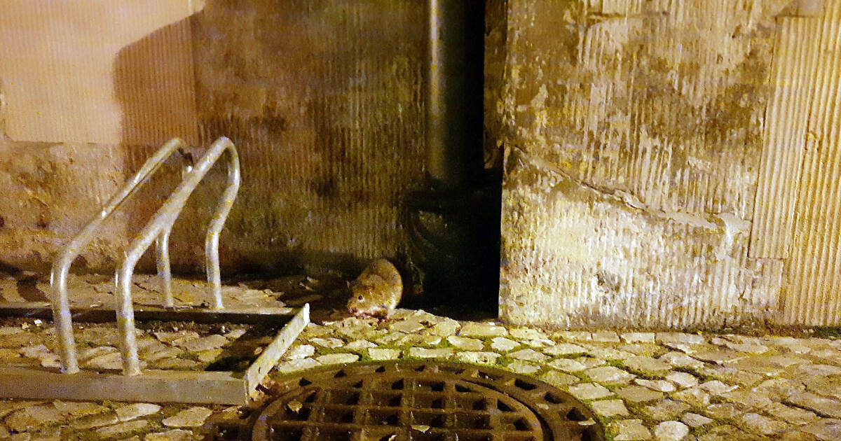 Rat infestation in Mühlacker: These tips will keep the animals away