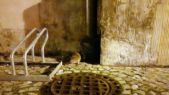 Ratten in der Corona-Pandemie