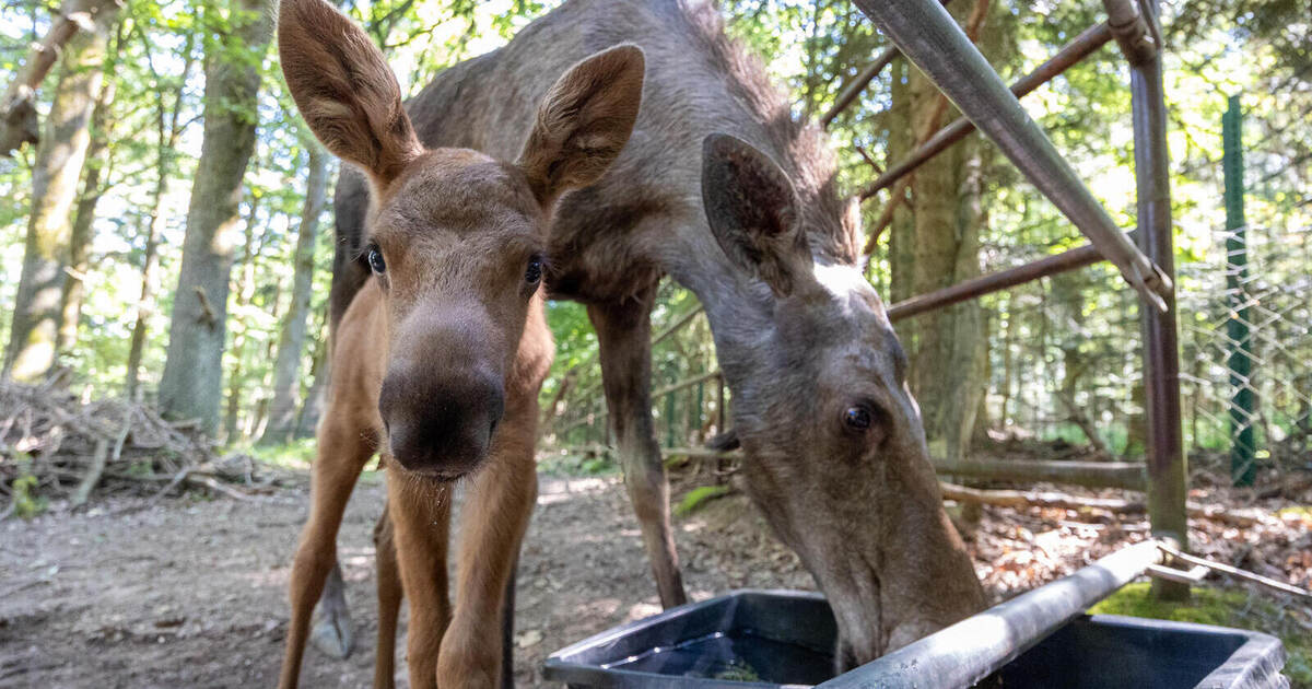 New arrival at the Pforzheim Wildlife Park: Moose calf is a little bull
