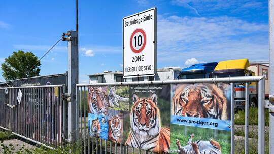 Pfleger stirbt nach Tigerangriff nahe Leipzig – Ermittlungen Pfleger stirbt nach Tigerangriff nahe Leipzig – Ermittlungen