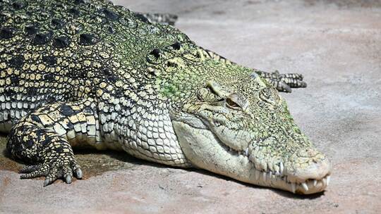 Krokodil in Stuttgarter Wilhelma frisst Plastikmüll Krokodil in Stuttgarter Wilhelma frisst Plastikmüll