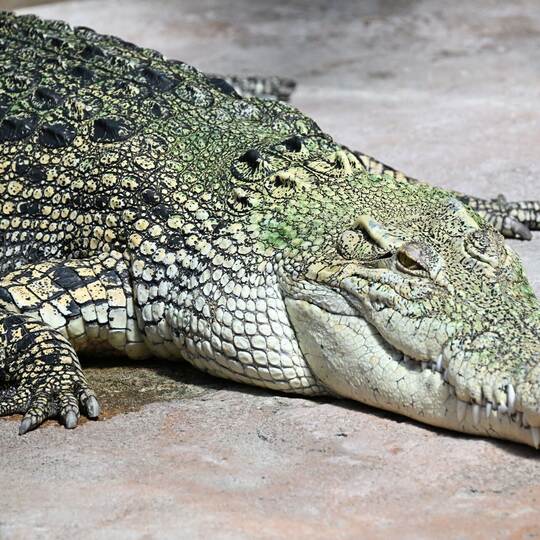 Krokodil in Stuttgarter Wilhelma frisst Plastikmüll