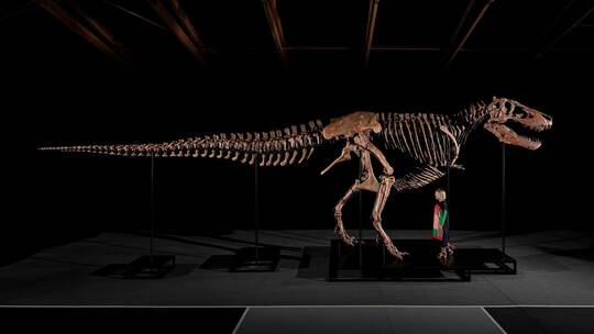Auktion eines T-Rex-Skeletts Auktion eines T-Rex-Skeletts