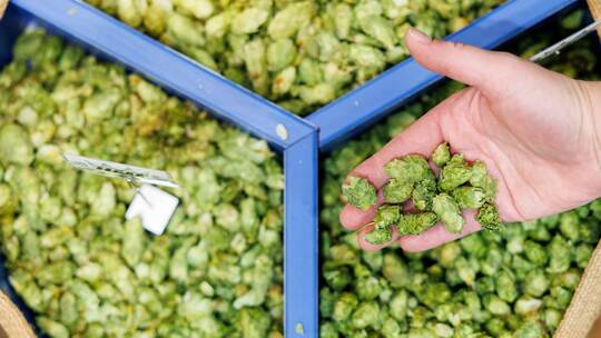 Hopfen Hopfen