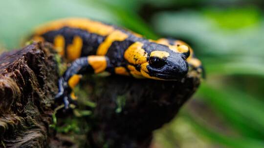 Feuersalamander Feuersalamander