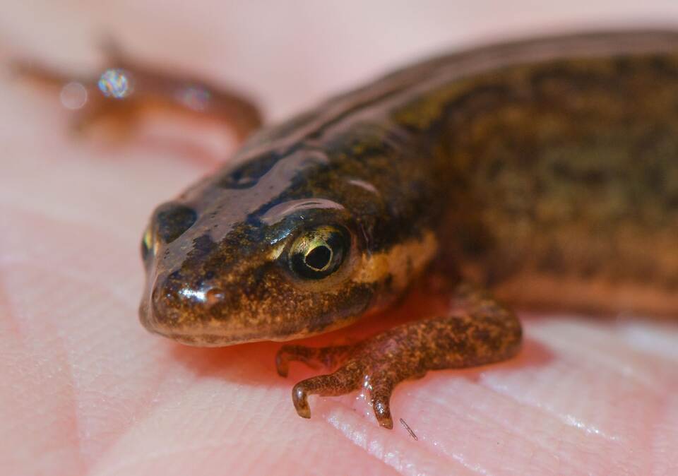 Teichmolch Teichmolch