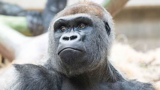 Gorilla-Baby im Zoo von Basel totgebissen Gorilla-Baby im Zoo von Basel totgebissen