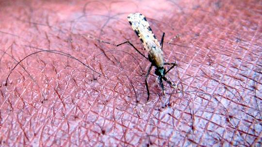 Malaria Malaria