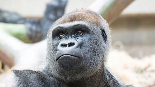 Gorilla-Baby im Zoo von Basel totgebissen Gorilla-Baby im Zoo von Basel totgebissen
