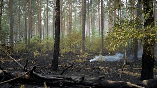 Weitere Entwicklung beim Waldbrand im Müritz-Nationalpark Weitere Entwicklung beim Waldbrand im Müritz-Nationalpark