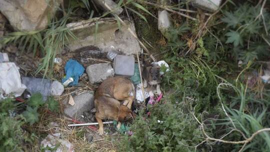 Straßenhunde in Marokko Straßenhunde in Marokko