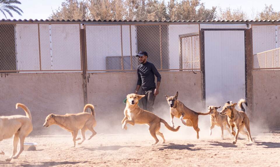 Straßenhunde in Marokko Straßenhunde in Marokko