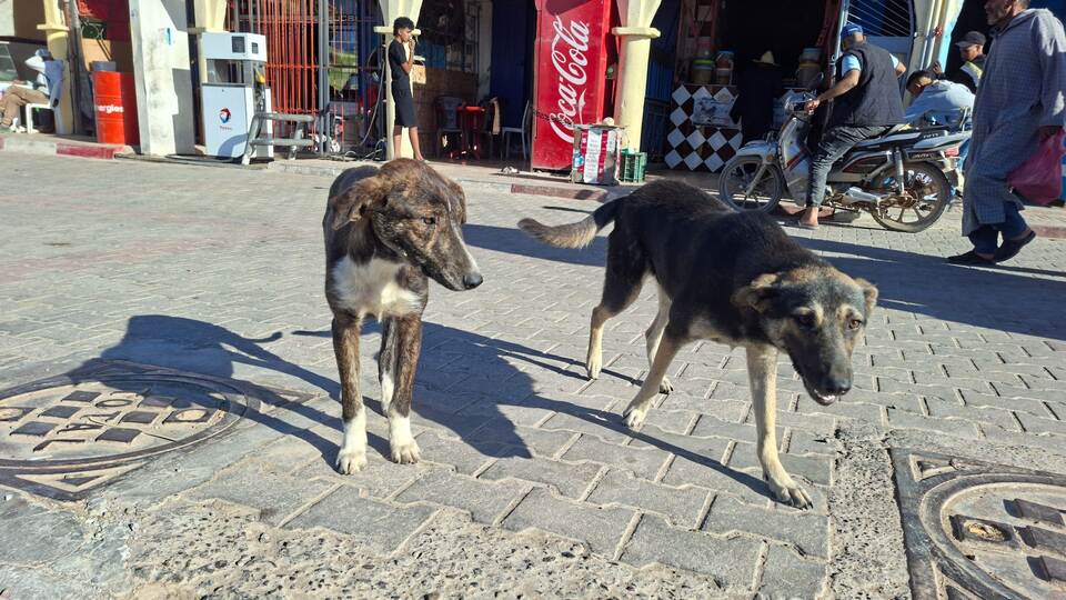 Straßenhunde in Marokko Straßenhunde in Marokko