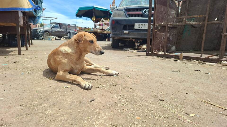 Straßenhunde in Marokko Straßenhunde in Marokko