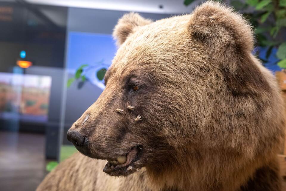 Braunbär Bruno Braunbär Bruno