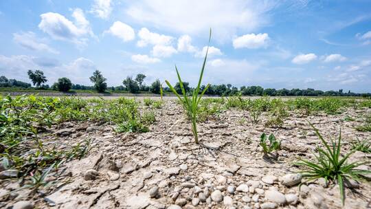 Niedrigwasser Donau Niedrigwasser Donau