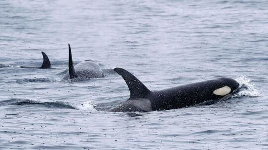 Orcas schwimmen vor der Halbinsel Shiretoko