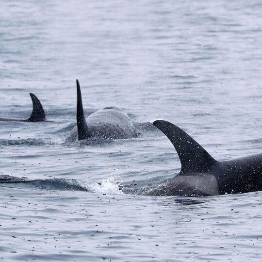 Orcas schwimmen vor der Halbinsel Shiretoko