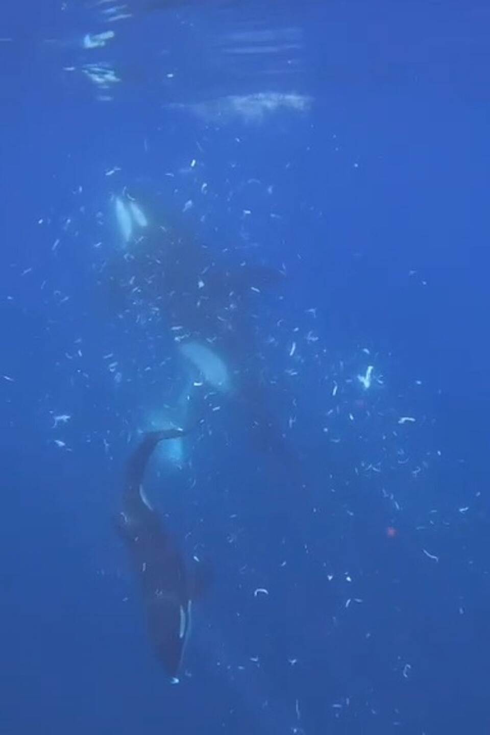Orcas reißen Mondfische auseinander