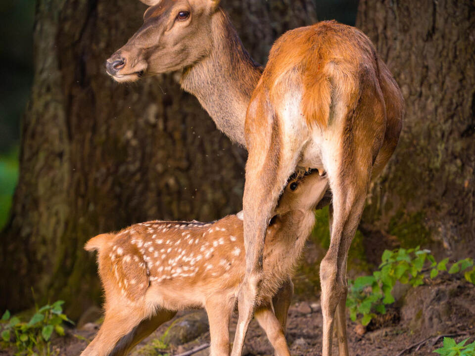 Rotwildkälber erobern das Gehege.