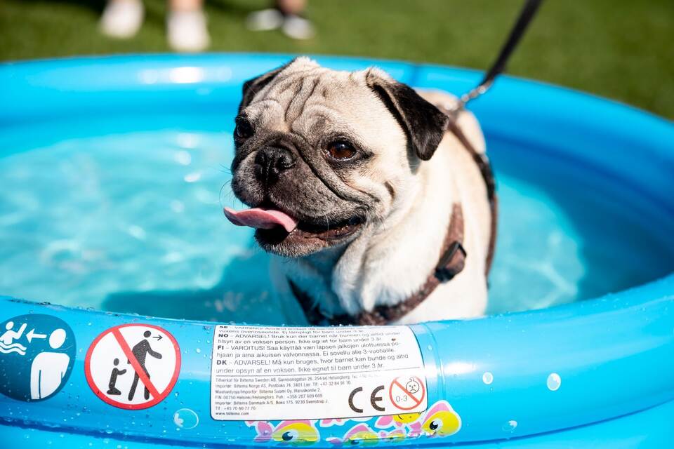 Im Pool planschen Krankheitserreger immer mit