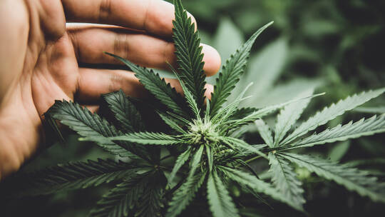 In door grow hemp. Cannabis at the beginning of flowering. Legal Marijuana cultivation in the home. Green background of leaves.